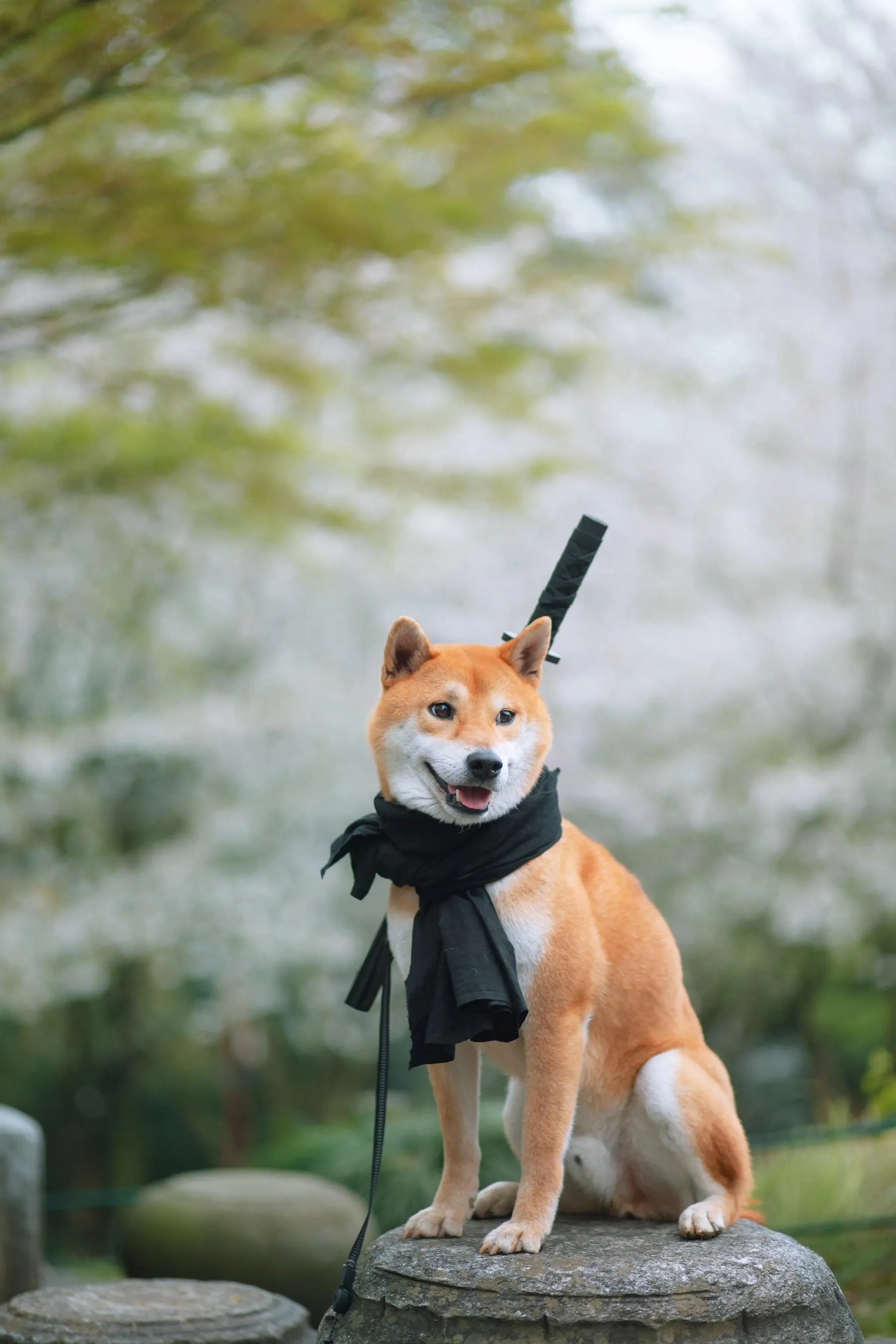 [YITUYU艺图语]2021.10.11 犬侍 老乔 [21P]插图1